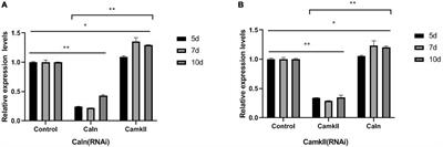 The feedback loop between calcineurin, calmodulin-dependent protein kinase II, and nuclear factor of activated T-cells regulates the number of GABAergic neurons during planarian head regeneration